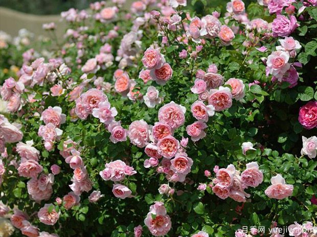 小區(qū)綠化常用種植植物有哪些？選擇辦法(圖1)