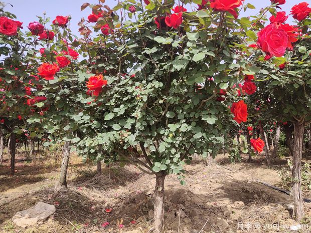 苗木種植和移栽養(yǎng)護(hù)注意事項(xiàng)，技術(shù)17問(圖1)