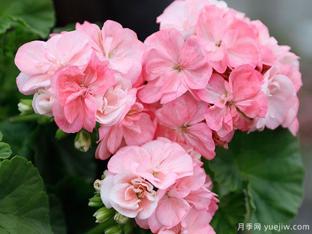 推薦給新人三種花卉，好養(yǎng)好看(圖1)