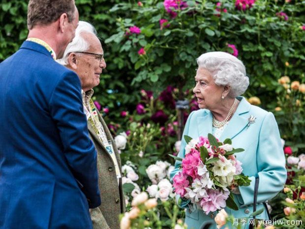英國(guó)月季之父大衛(wèi)奧斯汀的月季花園 最美的月季都在這里(圖3)