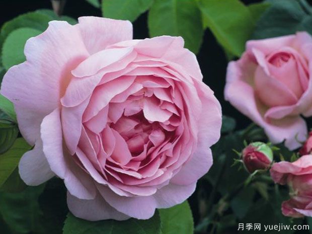 英國(guó)月季之父大衛(wèi)奧斯汀的月季花園 最美的月季都在這里(圖2)