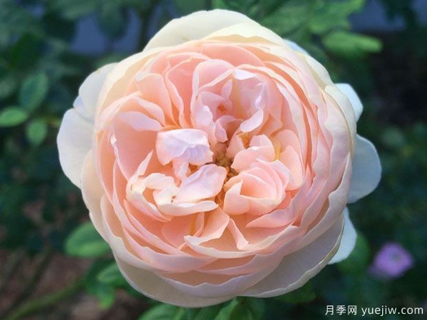 牧羊女月季在每個階段的修剪方法(圖1)
