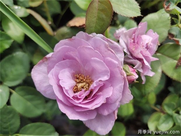 藍(lán)玫瑰花語是什么？藍(lán)玫瑰代表什么意思？(圖1)