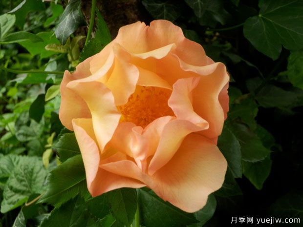 戰(zhàn)斗的勇猛號(hào)月季(圖1)