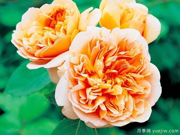 運(yùn)茶帆船月季/茶快船月季(圖1)