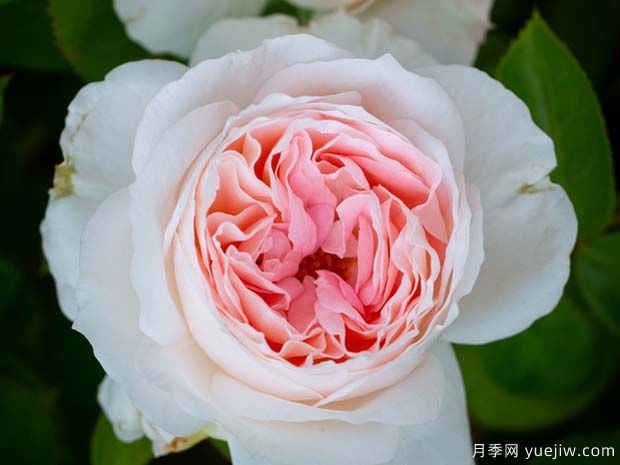 腮紅門廊月季/腮紅花環(huán)月季(圖1)