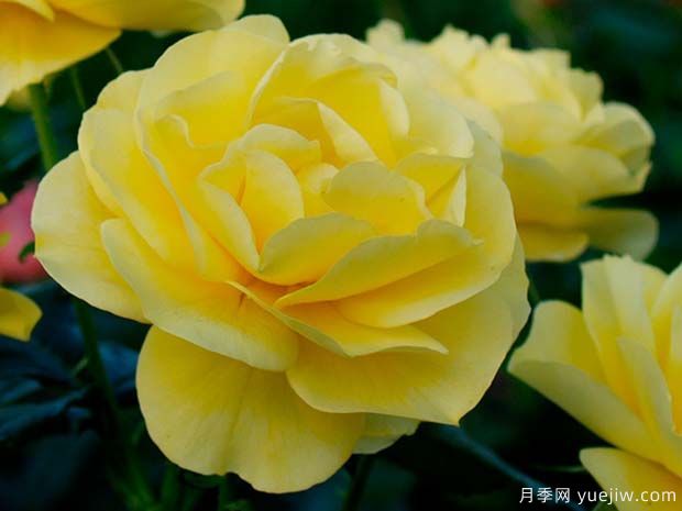 陽(yáng)光花環(huán)月季(圖1)