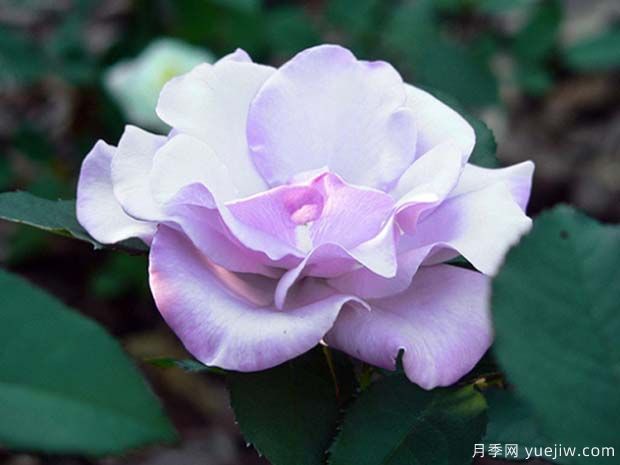 藍莓山丘月季(圖3)