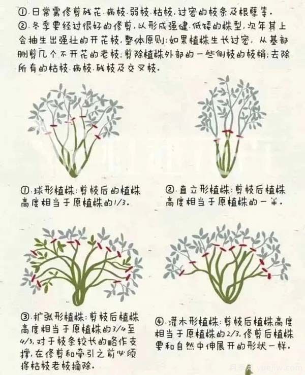 2月是月季的***后冬剪時(shí)間，來份月季修剪寶典(圖2)