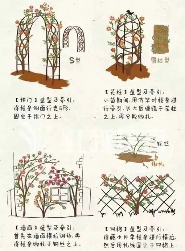 2月是月季的***后冬剪時(shí)間，來份月季修剪寶典(圖4)