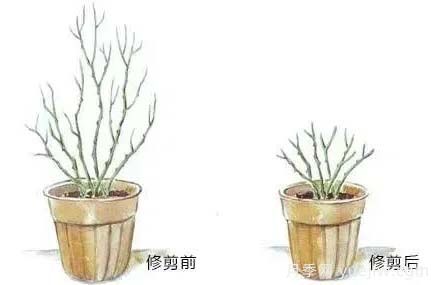 2月是月季的***后冬剪時(shí)間，來份月季修剪寶典(圖3)