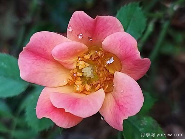 快樂的家伙月季(圖1)