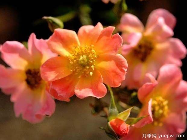 快樂的家伙月季(圖2)