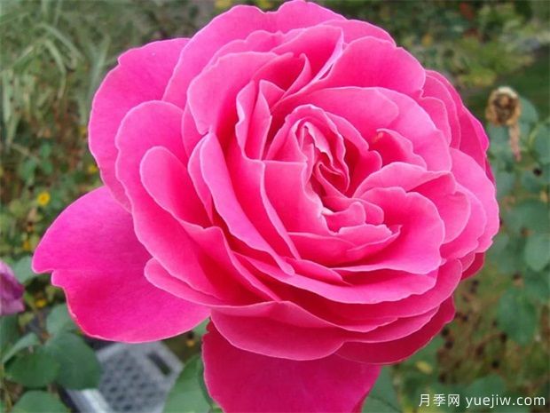 月季花朵開(kāi)的比臉大，掌握5個(gè)因素有驚喜(圖1)