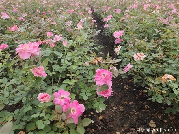 立春過后種植月季需要使用什么樣的土壤？(圖1)