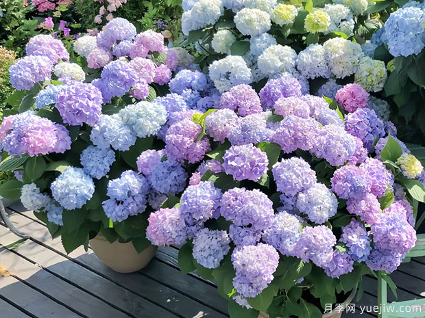 28個優(yōu)秀繡球品種，花團簇簇，花色夢幻(圖1)