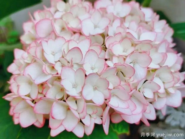 28個優(yōu)秀繡球品種，花團簇簇，花色夢幻(圖2)