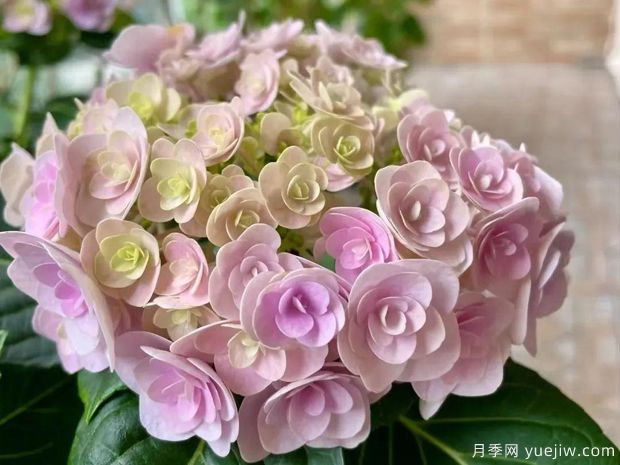 28個優(yōu)秀繡球品種，花團簇簇，花色夢幻(圖3)