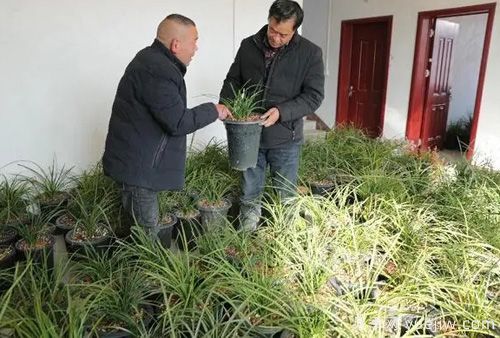 南陽西峽蘭花香飄正好，蘭花培育致富(圖1)