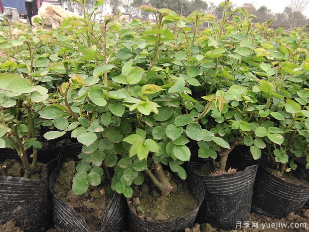 2月3月的月季花苗，換土施肥曬太陽，不愁開花少(圖1)
