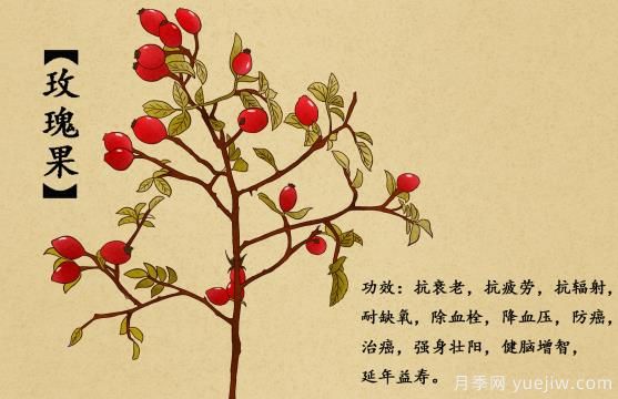 什么是玫瑰果？玫瑰果9大功效作用(圖1)
