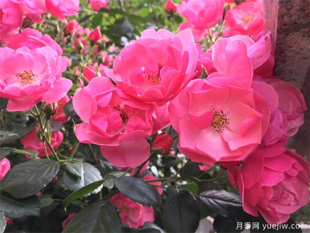 月季八大種類詳解，了解月季如何使用(圖1)