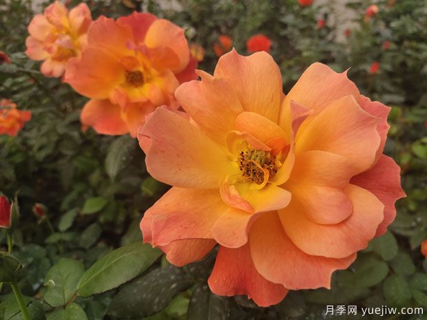 月季八大種類詳解，了解月季如何使用(圖2)