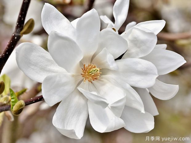 栽種白玉蘭種植地點、品種如何選擇？(圖1)