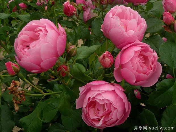 瑪麗芭蘭詩派樂月季(圖1)