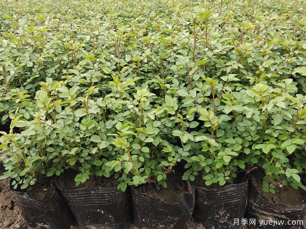 3月份月季花應(yīng)該這樣栽培與管理(圖1)