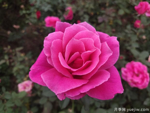 耐寒且一年四季開花的花卉(圖1)