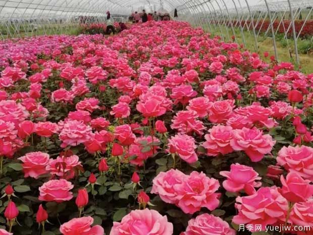 養(yǎng)花絕不外傳的8個絕招(圖1)