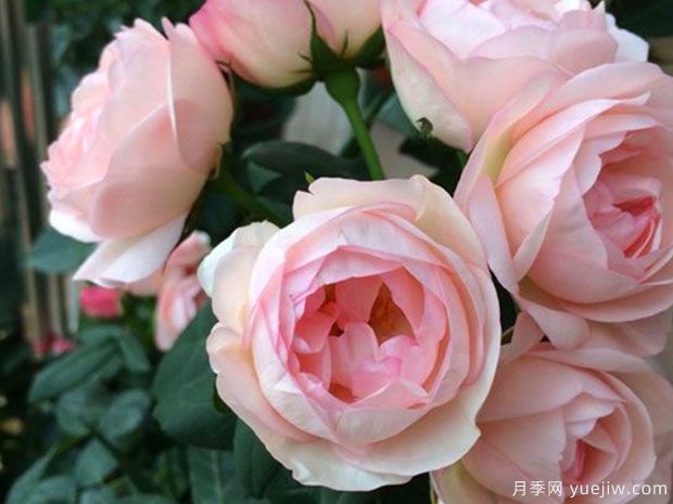 草莓杏仁餅月季的優(yōu)缺點(diǎn)是什么？(圖1)