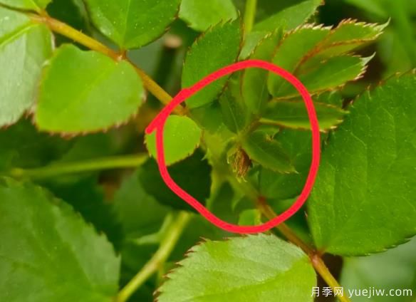 月季盲芽的識別與原因，要不要抹芽？(圖1)
