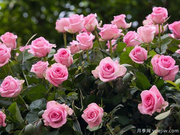 月季花是不是很難養(yǎng)？(圖1)