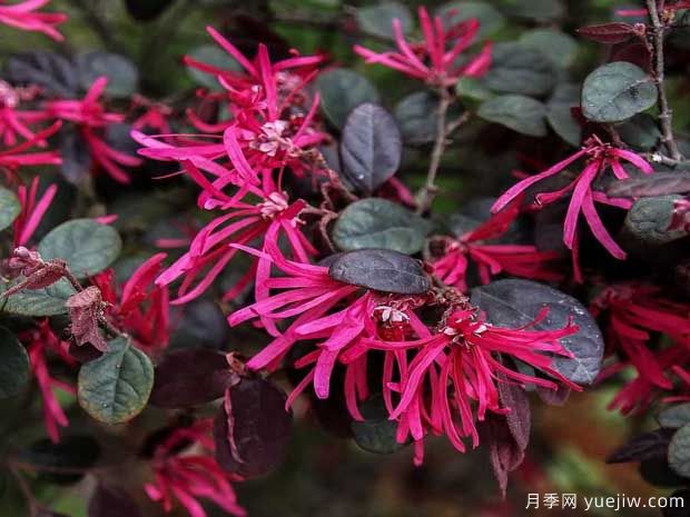 紅花檵木花團(tuán)簇錦，廣泛用于園林造景(圖1)