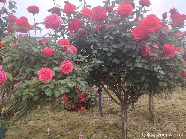 樹(shù)狀月季養(yǎng)護(hù)能活多少年？(圖1)