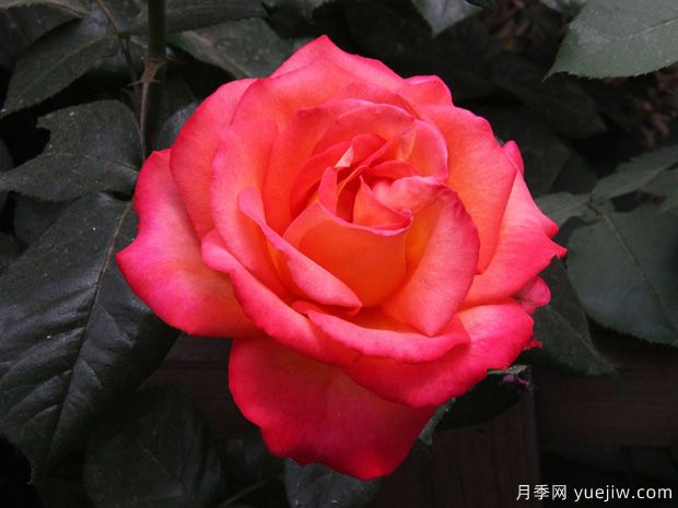 林草工作者必知的名詞術(shù)語，包含林業(yè)草原園林(圖1)