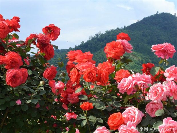 園林苗木行業(yè)必知的專業(yè)術(shù)語，還有哪些不知道？(圖1)