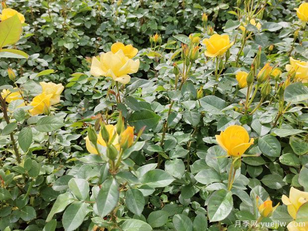 4月做好養(yǎng)護工作，讓月季輕松爆花(圖1)