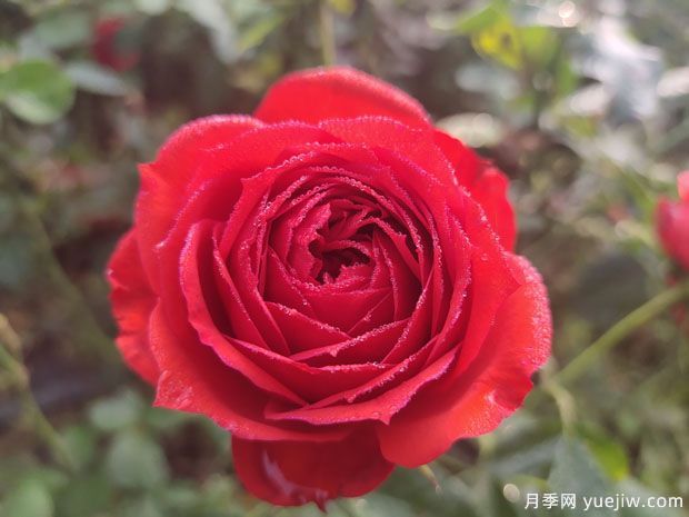 春天養(yǎng)月季，推薦8個經(jīng)典高品質(zhì)豐花月季品種(圖1)