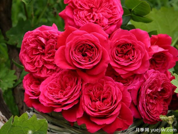 春天養(yǎng)月季，推薦8個經(jīng)典高品質(zhì)豐花月季品種(圖3)