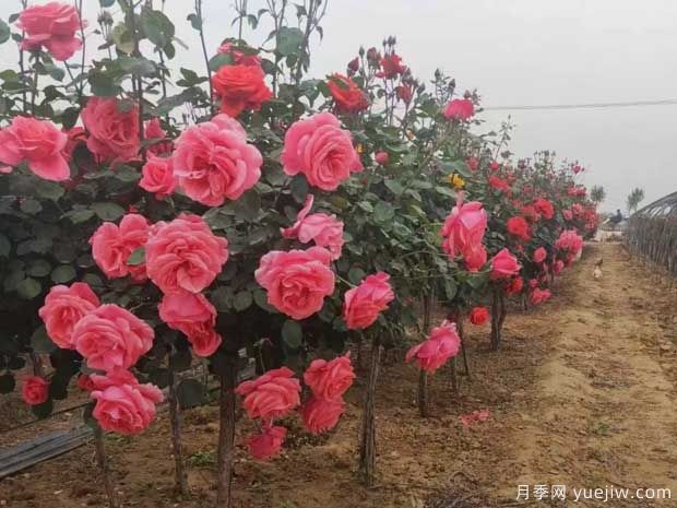 重慶樹(shù)狀月季美麗盛開(kāi)，進(jìn)入花期(圖1)