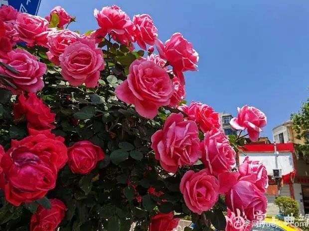 曲靖麒麟?yún)^(qū)樹(shù)狀月季花開(kāi)成錦，芬芳四溢(圖1)