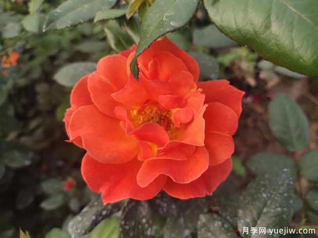 8個優(yōu)秀豐花月季品種，一株花滿枝頭(圖2)