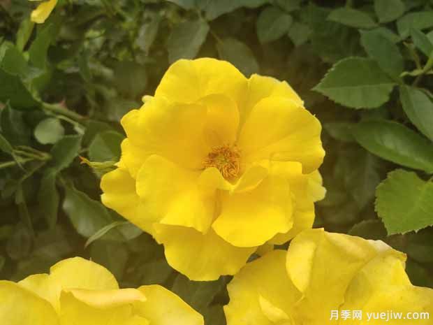8個優(yōu)秀豐花月季品種，一株花滿枝頭(圖3)