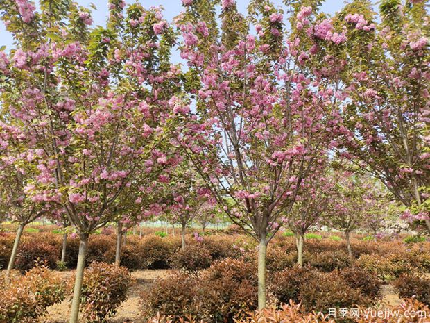櫻花樹幾年可以開花？日本晚櫻開花的觀賞價值(圖1)