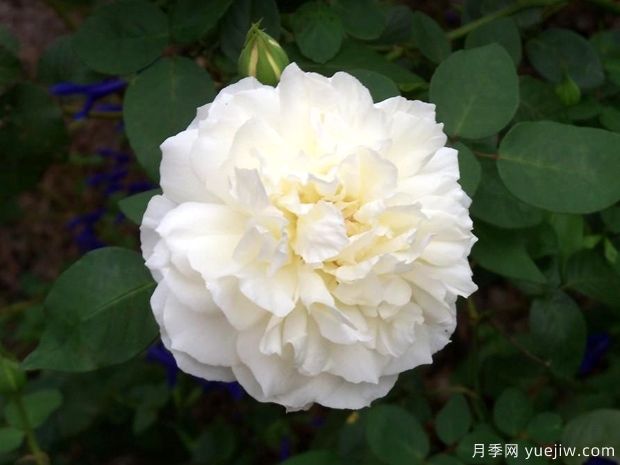 維多利亞公主月季的優(yōu)缺點(diǎn)是什么？(圖1)