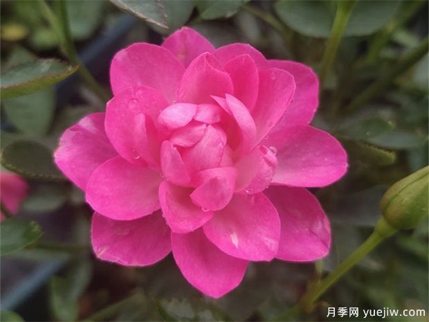 開(kāi)花機(jī)器看微月，推薦12種微型月季品種(圖1)