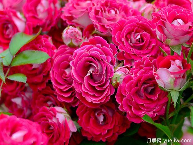 開(kāi)花機(jī)器看微月，推薦12種微型月季品種(圖2)